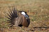 Gunnison Sage-Grouse